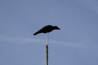 140311_crow.jpg