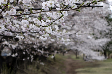 140323_sakura.jpg