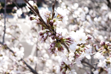 140324_sakura.jpg