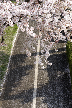 140327_sakura_pavement.jpg