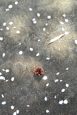 140328_pine-cone.jpg