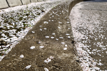 140329_sakura_pavement.jpg