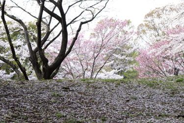 140330_sakura_river.jpg