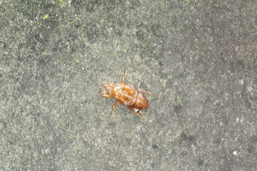 140704_cicada.jpg