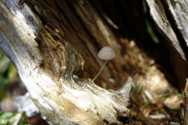 140706_mushroom.jpg