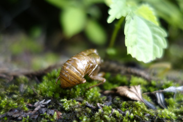 140710_robust_cicada.jpg