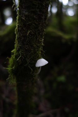 140711_mushroom.jpg