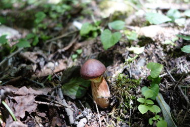 140712_mushroom.jpg