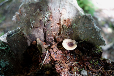 140715_mushroom.jpg
