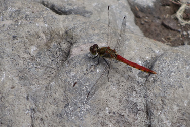 140716_red_dragonfly.jpg