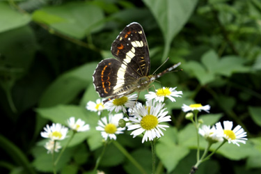 140717_butterfly.jpg