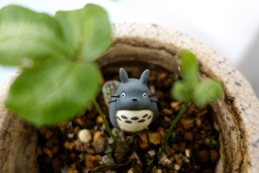 140725_totoro.jpg