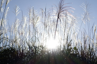 140729_pampus_grass.jpg