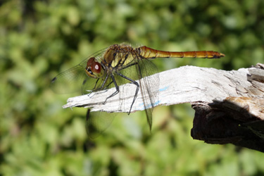140731_dragonfly.jpg