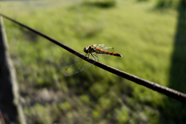 140806_dragonfly.jpg