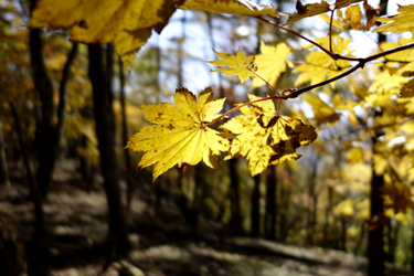 140925_autumn_leaves.jpg