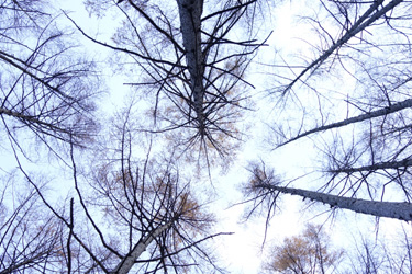 141116_winter_trees.jpg