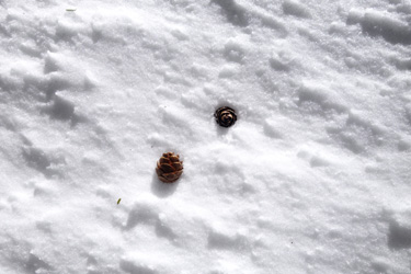 150202_pinecones.jpg