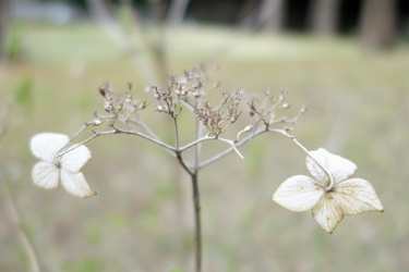 150222_dead_flowers.jpg