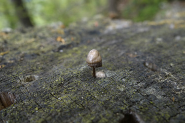 150518_mushroom.jpg