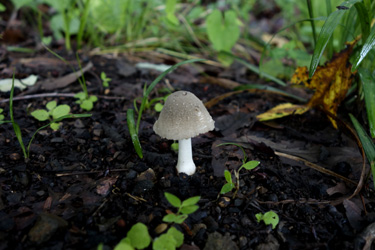 150706_grey_mushroom.jpg