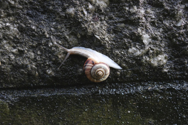 150726_snail.jpg