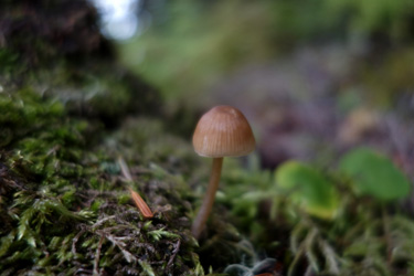 150804_mushroom.jpg