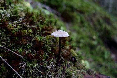150806_mushroom.jpg