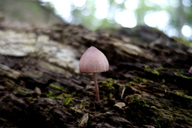 150812_mushroom.jpg