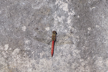 151104_dragonfly.jpg