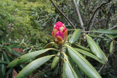 160524_rhododendron.jpg