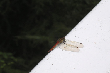 160829_red_dragonfly.jpg
