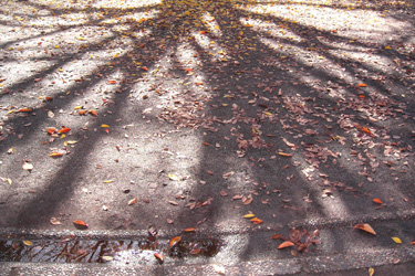 161105_autumn_leaves.jpg