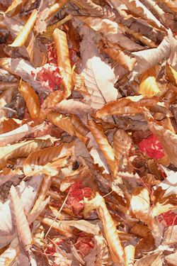 161118_fallen_dead_leaves.jpg