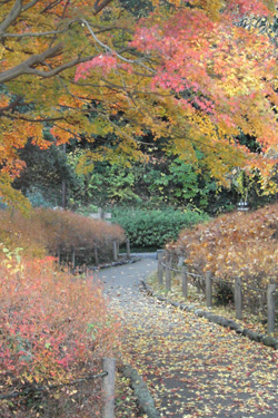161120_autumn_path.jpg
