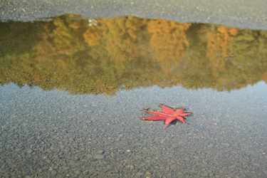 161123_autumn_leaf.jpg