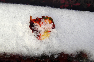 161124_frozen_leaf.jpg