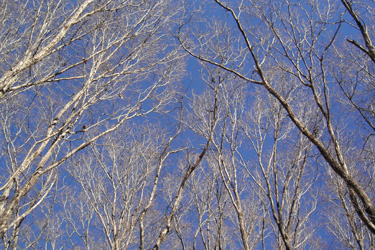 170129_winter_woods.jpg