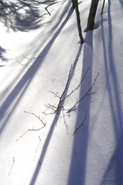 170311_snow_tree.jpg