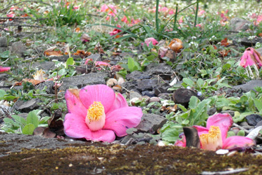 170807_fallen_red_flowers.jpg