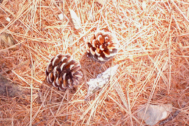 170920_pine_cones.jpg