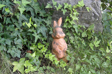 171004_rabbit.jpg