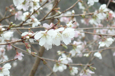 171201_sakura.jpg