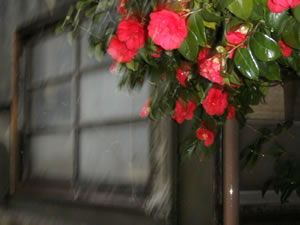camellias.jpg